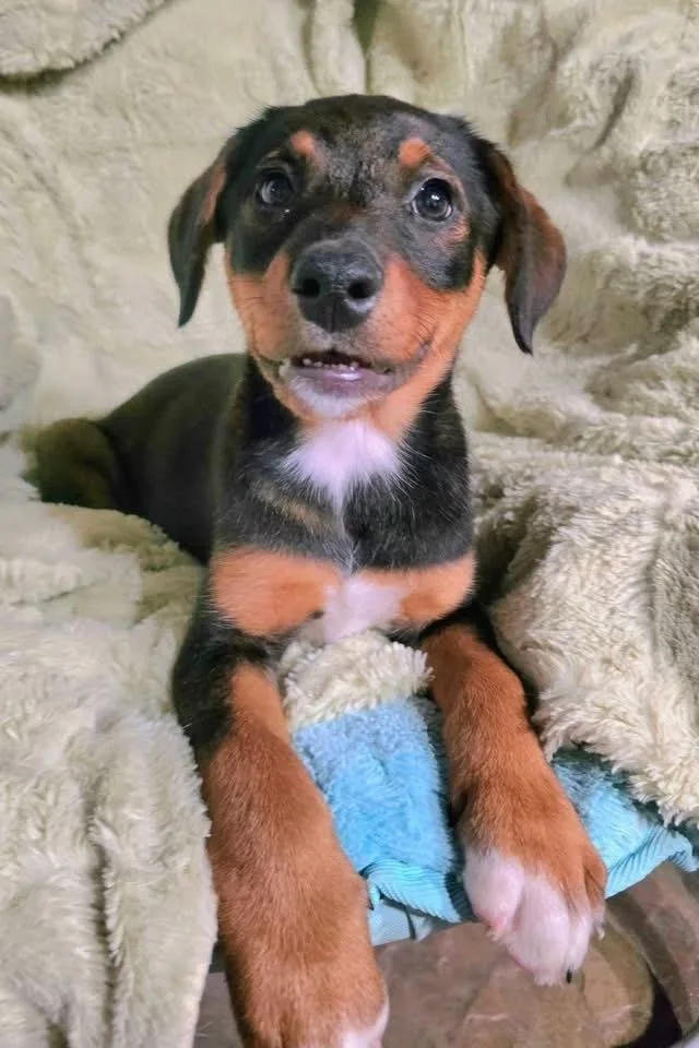 A baby large-sized female Brown / Chocolate Hound dog named Dixie Belle for adoption in Irwin, PA