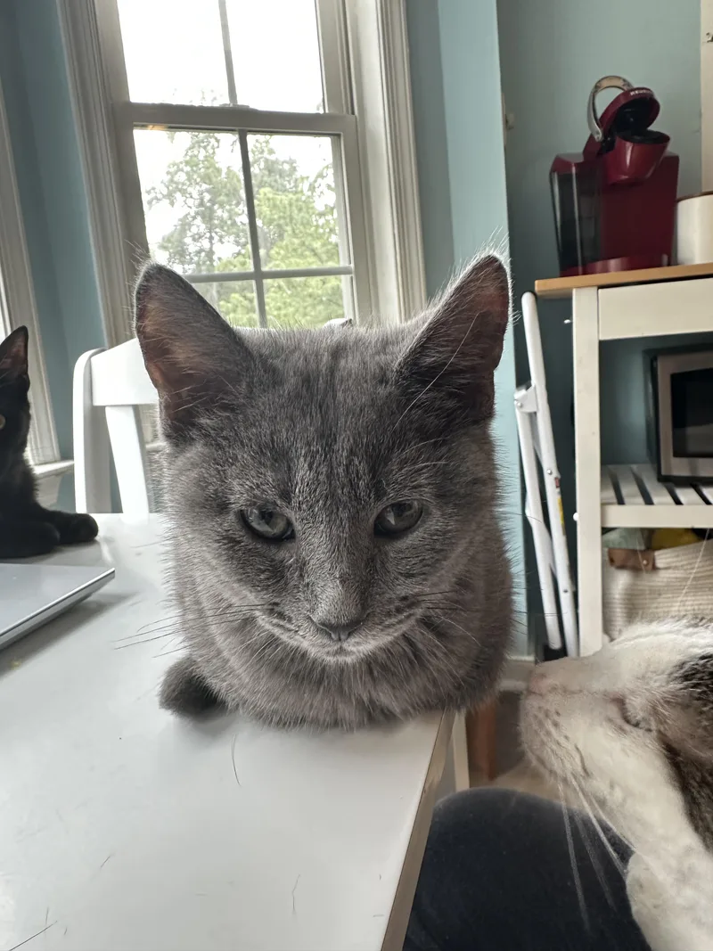 A baby medium-sized male Gray / Blue / Silver Domestic Short Hair cat named Laffy Taffy for adoption in Richmond, VA