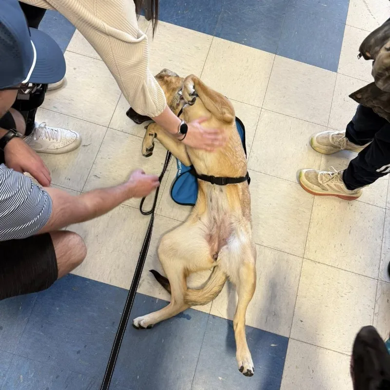 A young medium-sized female Yellow / Tan / Blond / Fawn Shepherd dog named Liliana for adoption in Fargo, ND