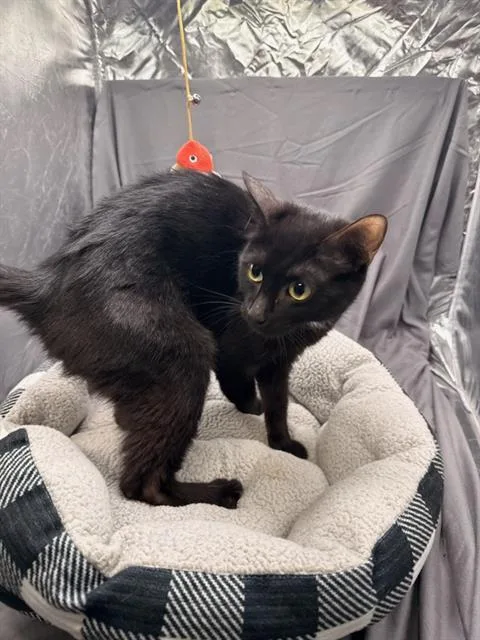 An adult small-sized female Domestic Short Hair cat named Betty for adoption in Appling, GA