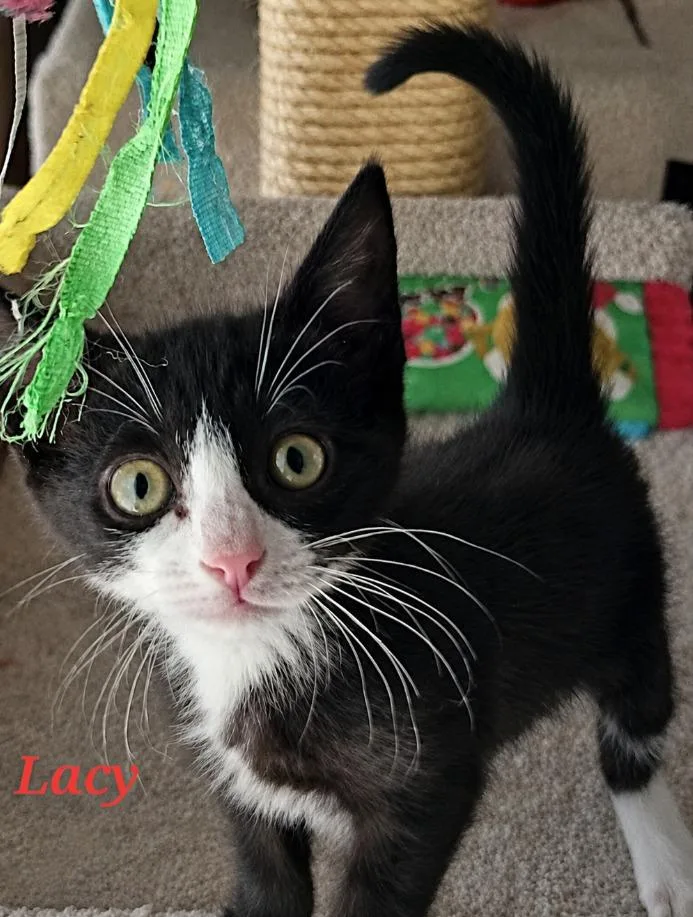 Lacey
