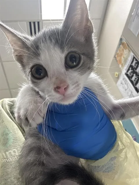 A baby small-sized male Domestic Short Hair cat named Ryland for adoption in Las Vegas, NV