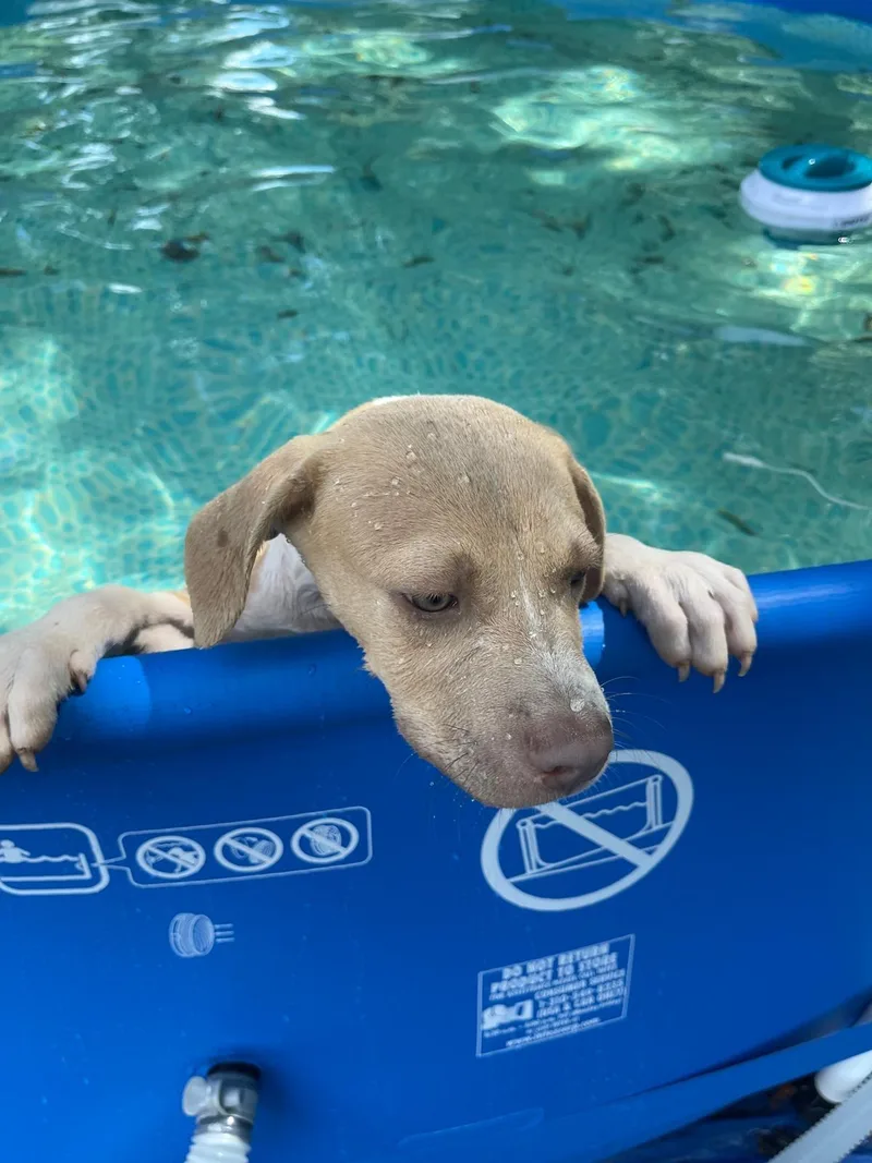 A baby medium-sized male Yellow / Tan / Blond / Fawn American Staffordshire Terrier dog named Apache for adoption in Tomball, TX
