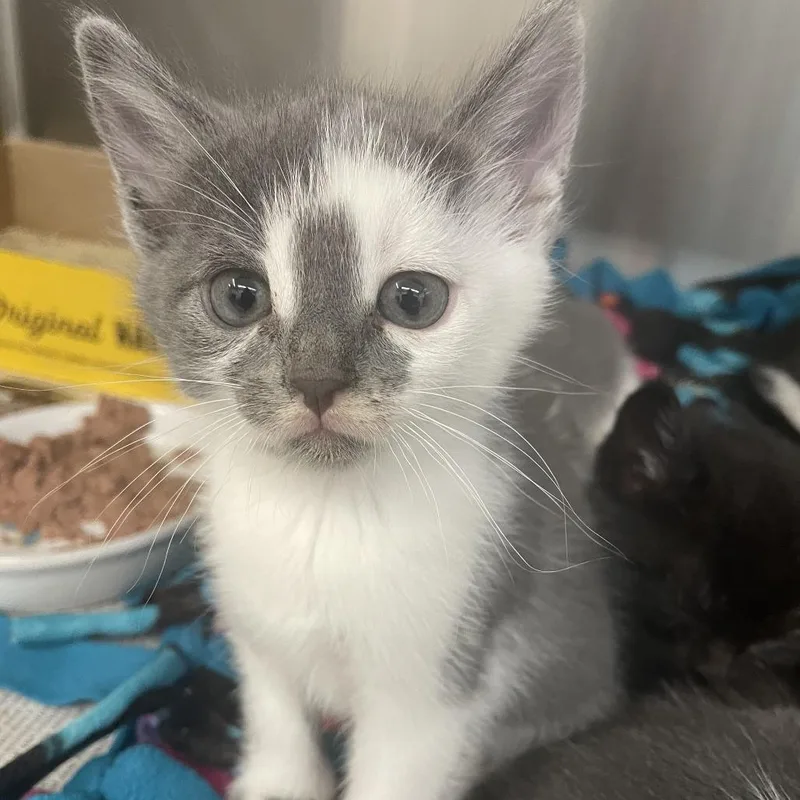 A baby small-sized female Gray / Blue / Silver Domestic Short Hair cat named Piper C for adoption in Princeton, MN