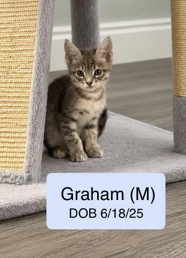 A baby medium-sized male Gray / Blue / Silver Domestic Short Hair cat named Graham for adoption in Vacaville, CA