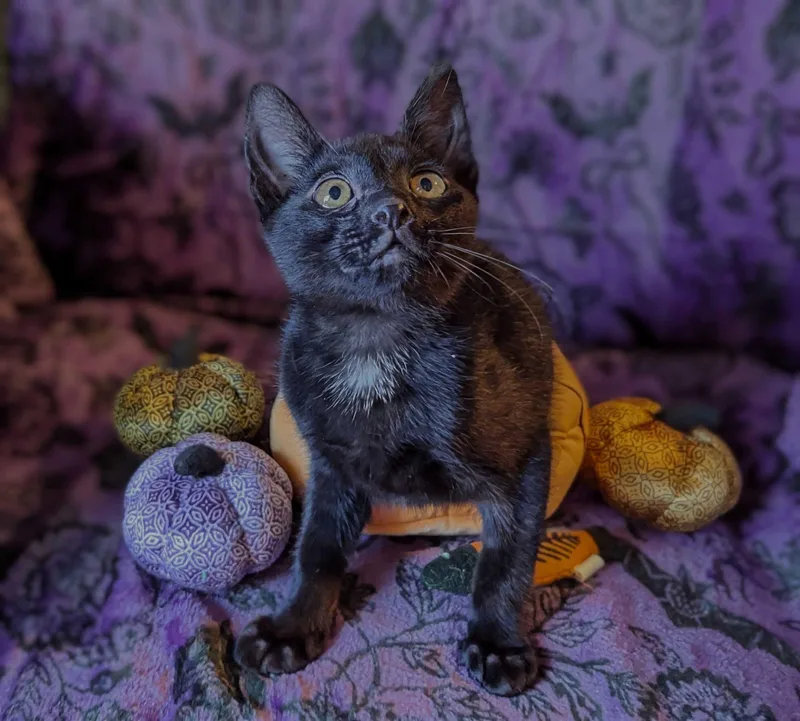 A baby small-sized male Black Domestic Short Hair cat named Ferb for adoption in Seven Valleys, PA