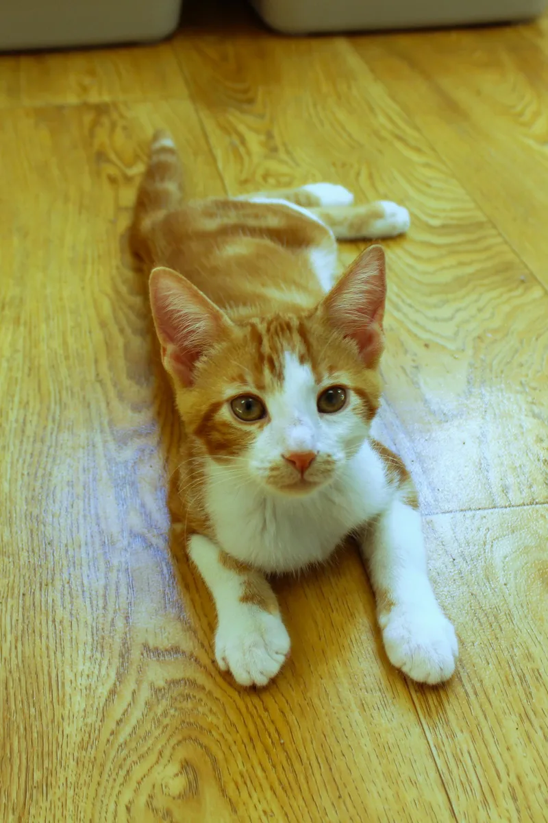 A baby medium-sized male Orange & White American Shorthair cat named Marmalade for adoption in Urbana, OH