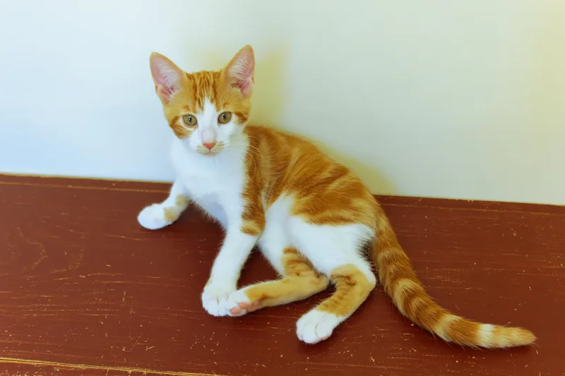 Marmalade thumbnail 2