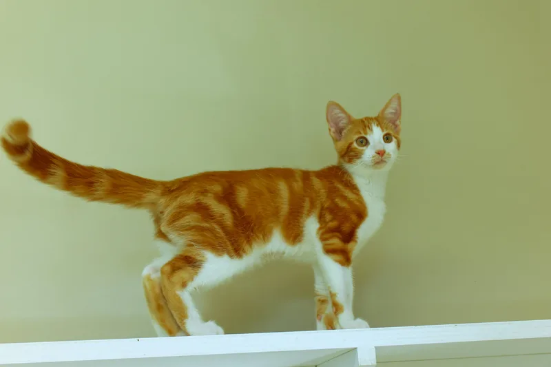 Marmalade thumbnail 3
