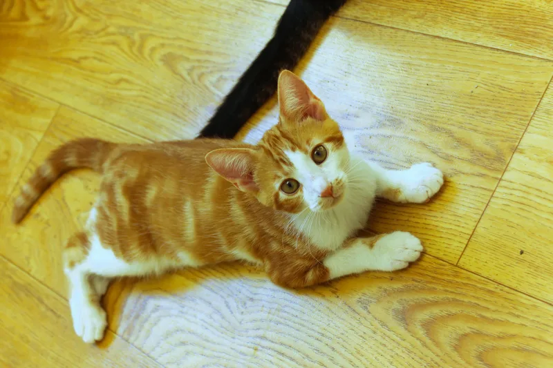 Marmalade thumbnail 4