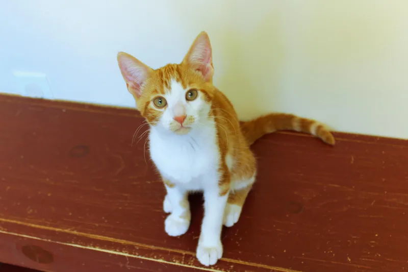 Marmalade thumbnail 5