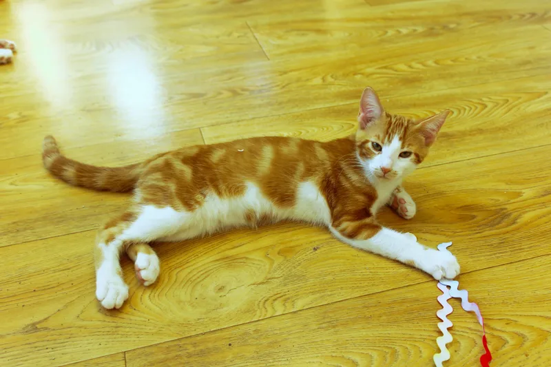 Marmalade thumbnail 6