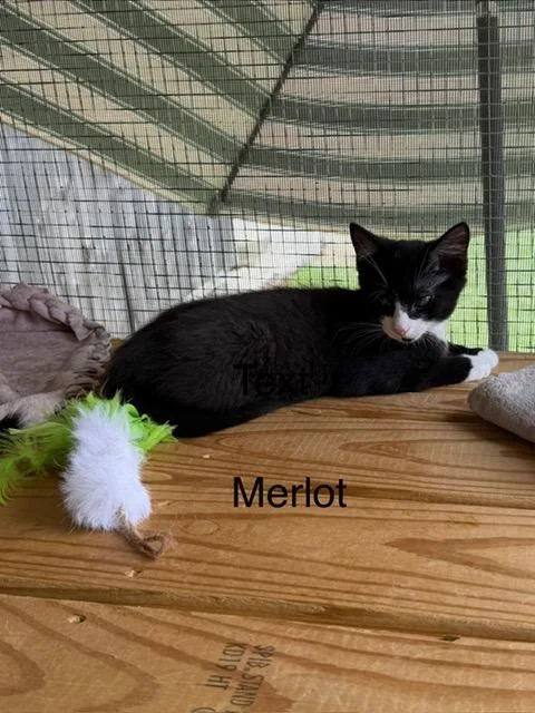 A young medium-sized male Black & White / Tuxedo Domestic Short Hair cat named Merlot for adoption in Karns City, PA