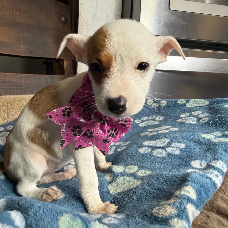 A baby small-sized male Yellow / Tan / Blond / Fawn Rat Terrier dog named Mango for adoption in Aledo, TX