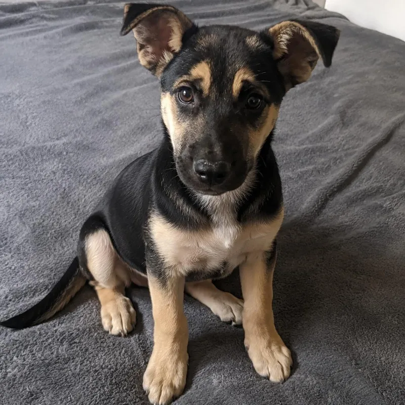 Ruger