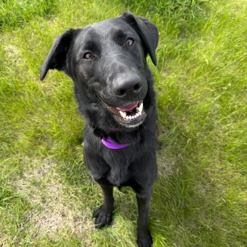 An adult large-sized female Black Labrador Retriever dog named Raven for adoption in Milford, IA