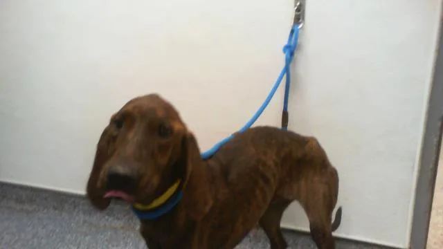 A young medium-sized male Plott Hound dog named Trusty for adoption in Charlotte, NC