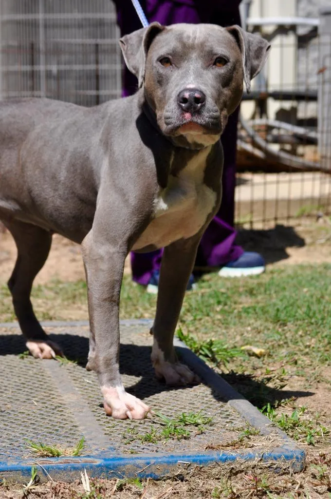 An adult medium-sized female Mixed Breed dog named Special for adoption in Florence, SC