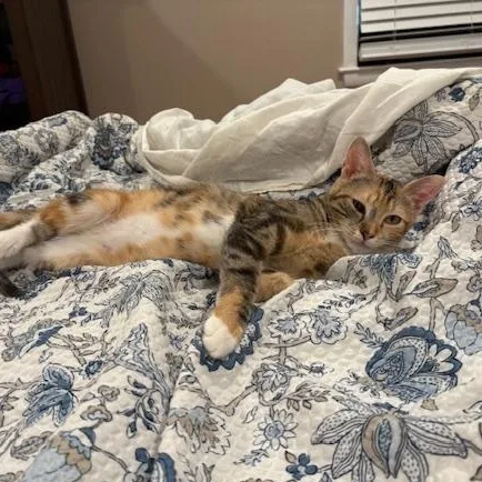 A young medium-sized female Calico Domestic Short Hair cat named Diana for adoption in Milwaukee, WI