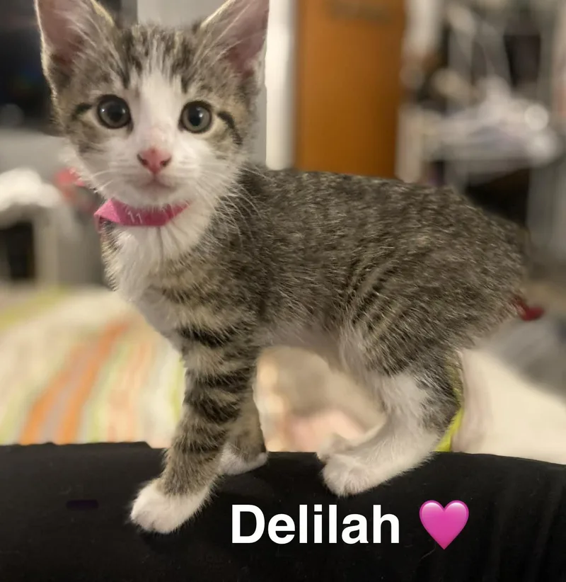A baby small-sized female Tabby (Gray / Blue / Silver) Tabby cat named Delilah for adoption in Beckley, WV