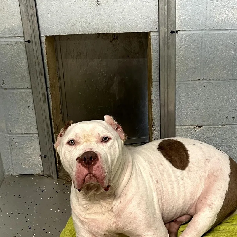 An adult extra large-sized male White / Cream American Bulldog dog named Tiny for adoption in Waldorf, MD