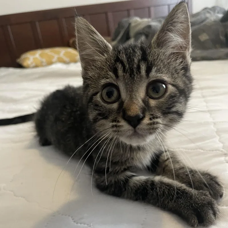 A baby small-sized male Brown / Chocolate Domestic Medium Hair cat named Pudding for adoption in Bloomington, IL