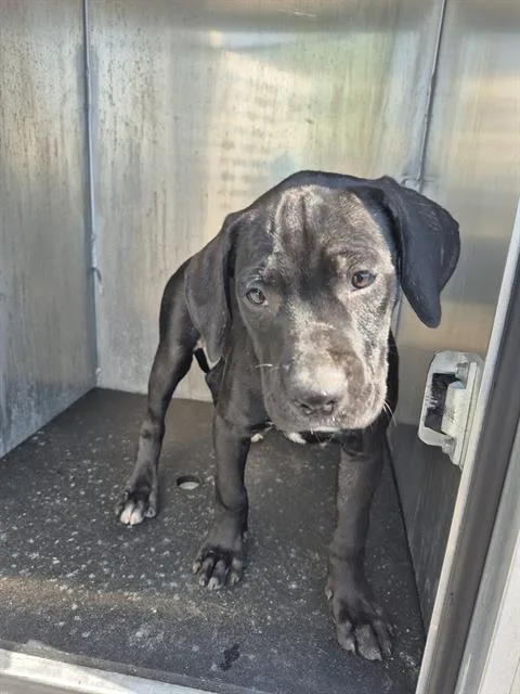 A baby small-sized female American Staffordshire Terrier dog named Scout for adoption in San Antonio, TX