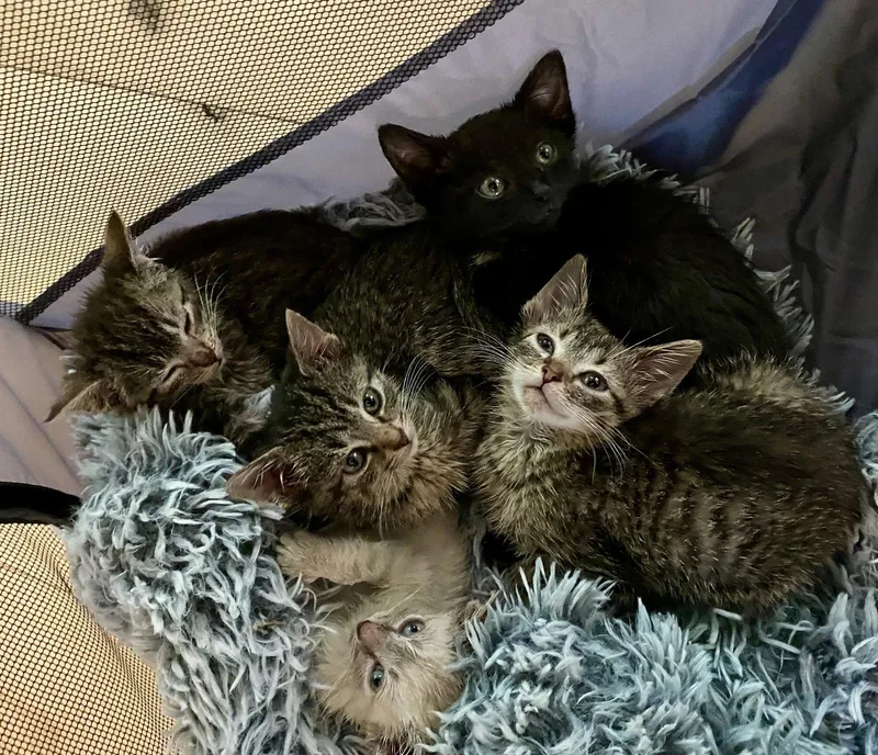 A baby medium-sized male Black Domestic Short Hair cat named Inky for adoption in Reston, VA