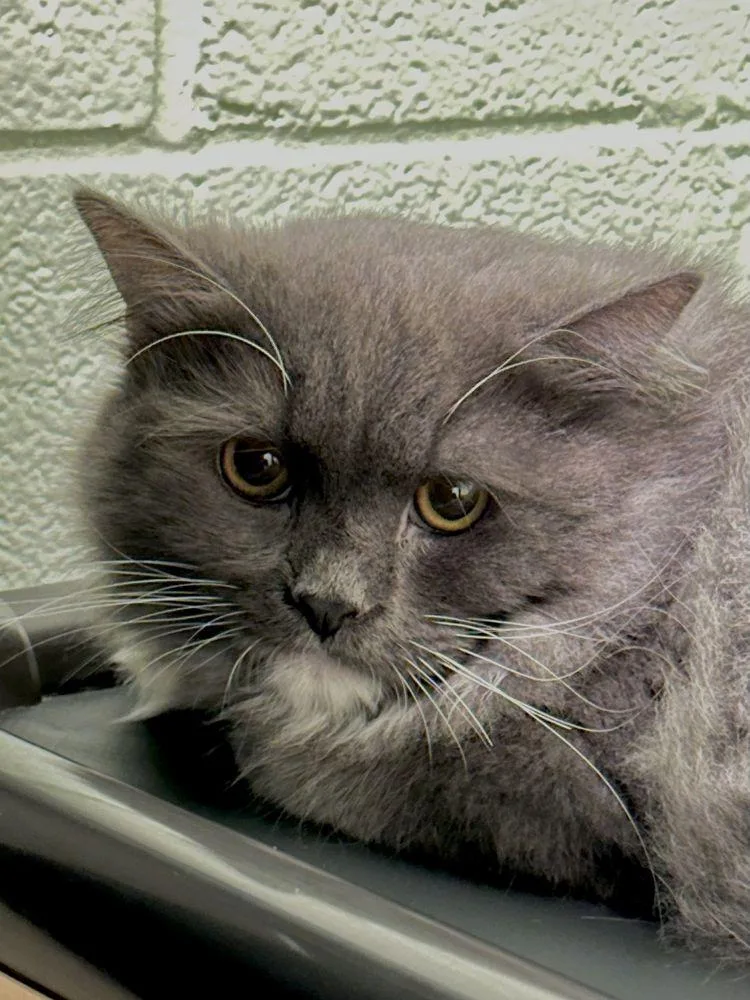 A young small-sized male Gray / Blue / Silver Domestic Short Hair cat named Kane for adoption in Alexandria, VA