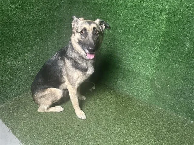 An adult large-sized male German Shepherd Dog dog named Bolin for adoption in Lancaster, CA