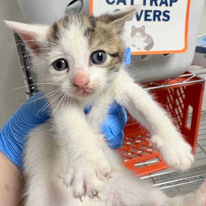 A baby small-sized female Calico Domestic Short Hair cat named Biscotti for adoption in Philadelphia, PA