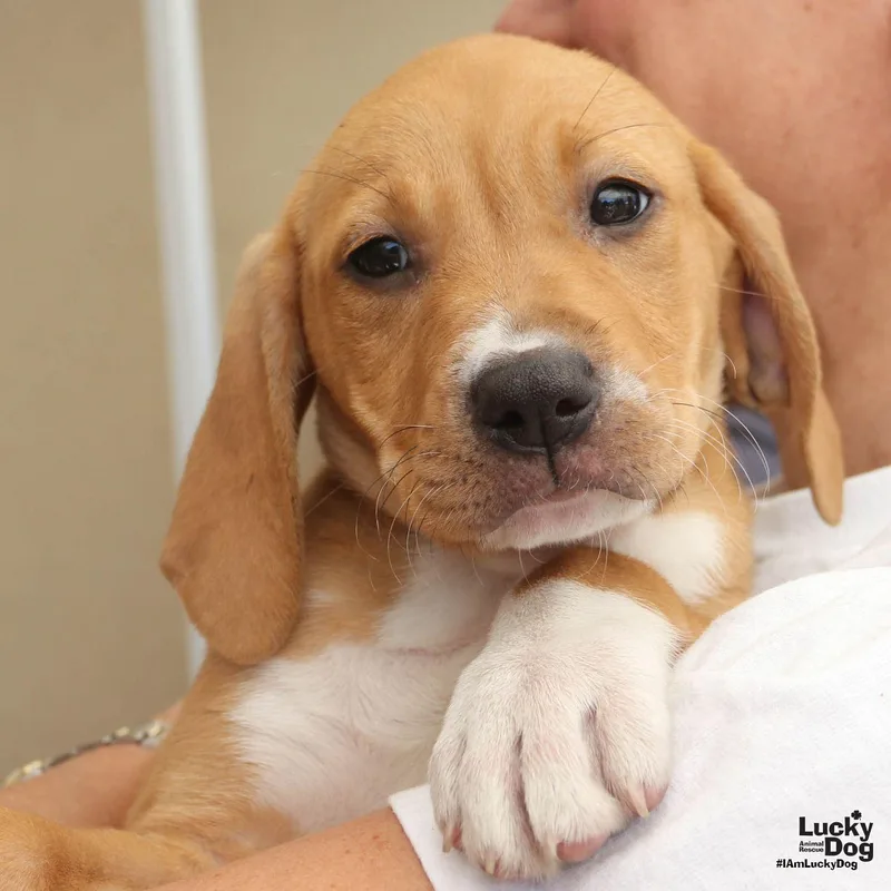 A baby large-sized female Hound dog named Winky for adoption in Washington, DC