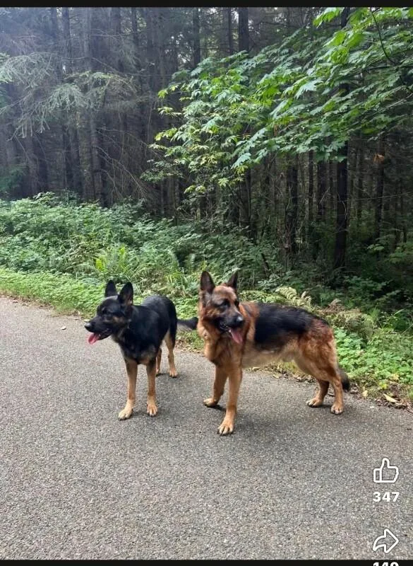 An adult large-sized female German Shepherd Dog dog named Seeka for adoption in Seattle, WA