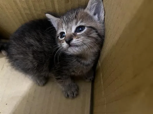 A baby small-sized male Domestic Short Hair cat named Torey for adoption in Charlotte, NC