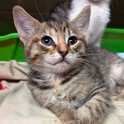 A baby small-sized female Brown / Chocolate Domestic Short Hair cat named Kiwi for adoption in Concord, NC