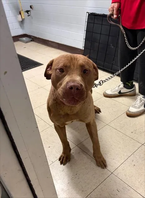 An adult large-sized male Pit Bull Terrier dog named Fillmore for adoption in Stockton, CA