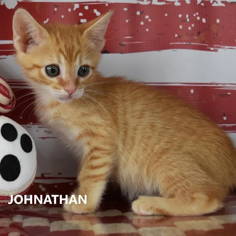 A baby small-sized male Cream / Ivory Domestic Short Hair cat named Johnathan for adoption in Yuma, AZ