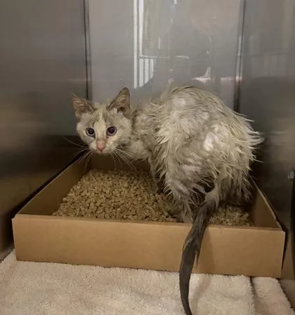 An adult small-sized female Siamese cat named Banana for adoption in Gastonia, NC