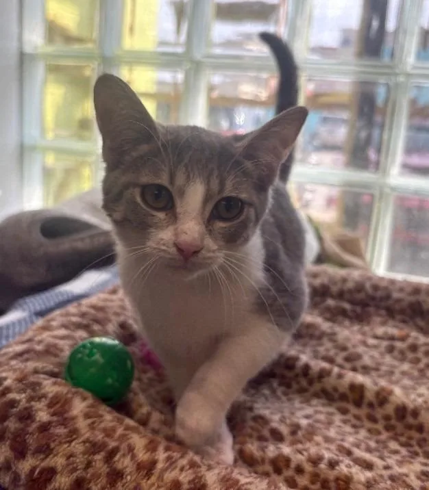 A baby medium-sized female Domestic Short Hair cat named Elowyn for adoption in Warren, MI
