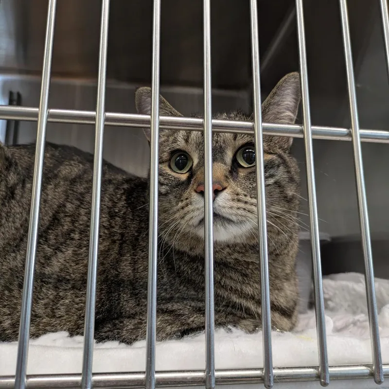 An adult large-sized female Brown / Chocolate Domestic Short Hair cat named Jasmine for adoption in Manhattan, KS