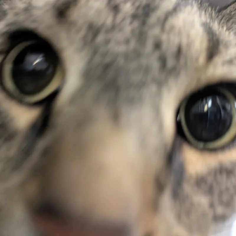 Jasmine thumbnail 3