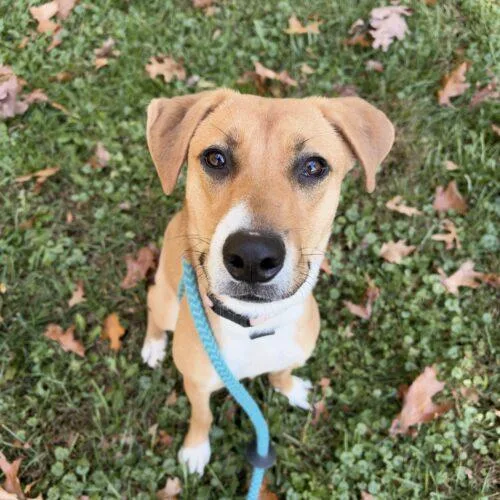 A young medium-sized female Yellow / Tan / Blond / Fawn Labrador Retriever dog named Hannah GCH for adoption in Rockaway, NJ