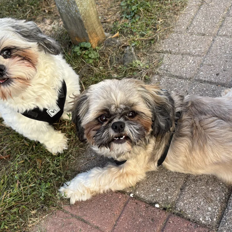 Chewy and Boomer