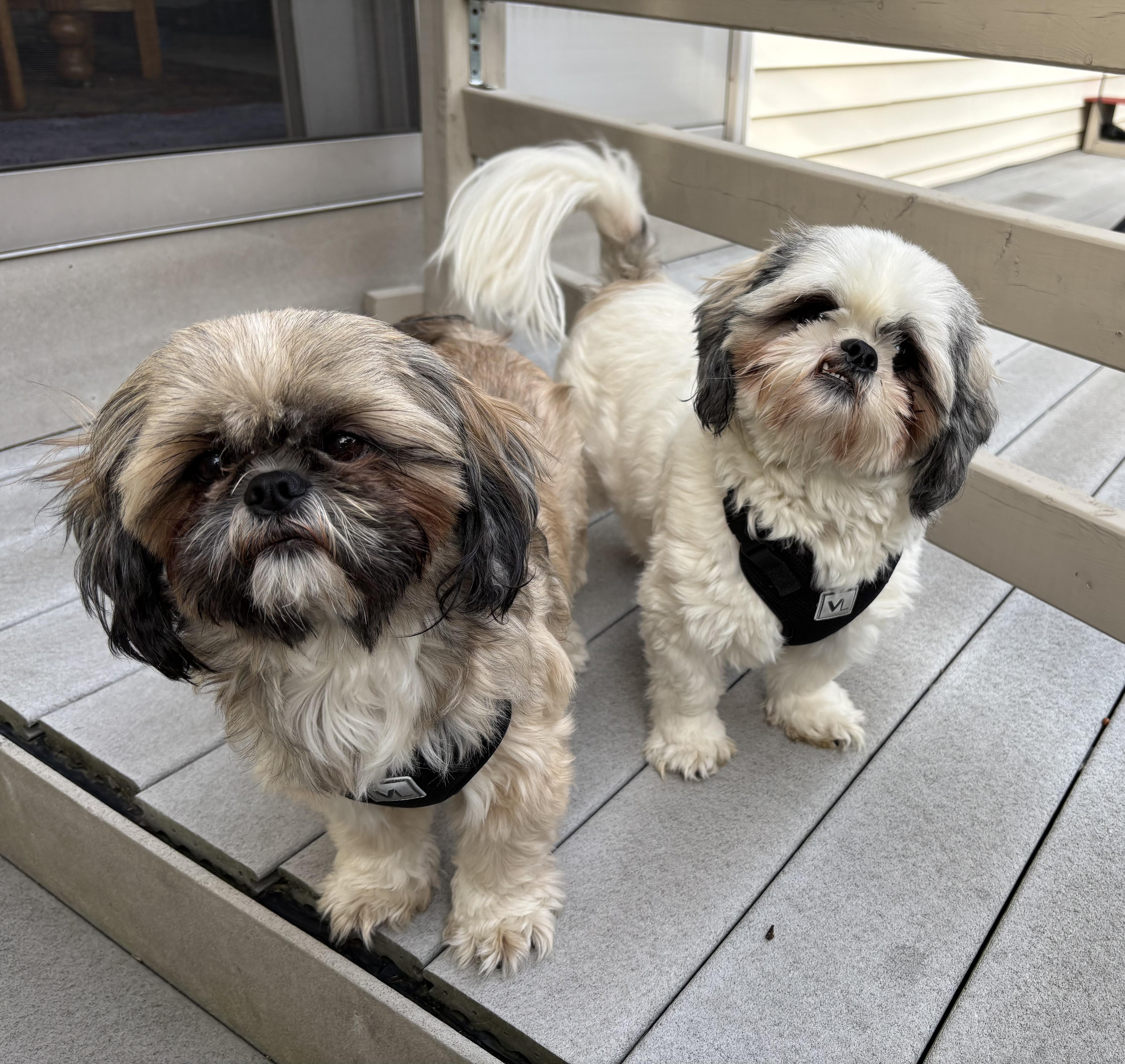 Chewy and Boomer thumbnail 2