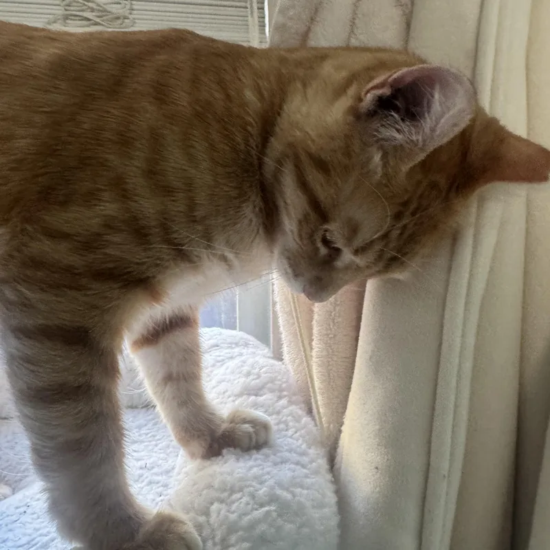 A young medium-sized female Tabby (Orange / Red) Domestic Short Hair cat named Ms. Marmalade for adoption in Liverpool, TX