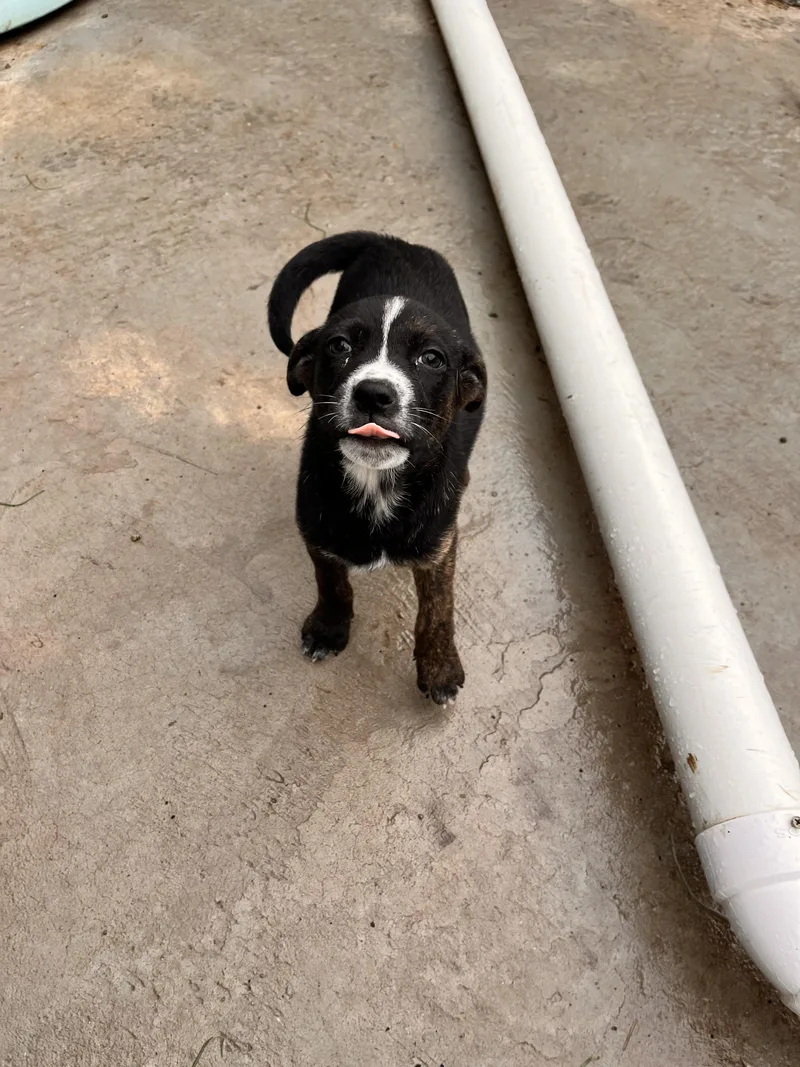 A baby medium-sized female Terrier dog named Nellie for adoption in Tracy City , TN