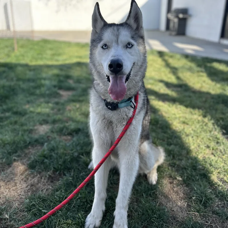 An adult medium-sized male Gray / Blue / Silver Husky dog named Brandybuck for adoption in Burbank, CA