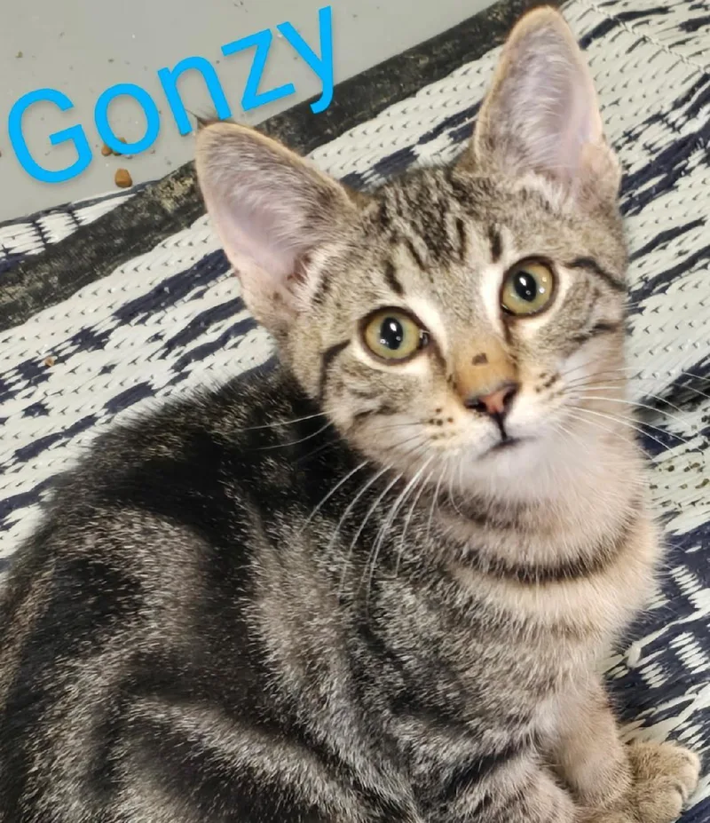Gonzy thumbnail 2