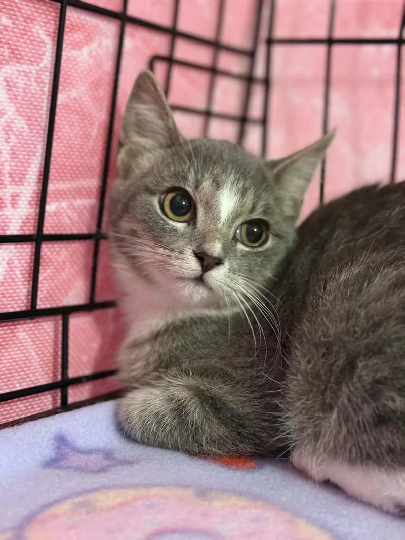 A baby small-sized female Domestic Short Hair cat named Boo for adoption in Barbourville, KY