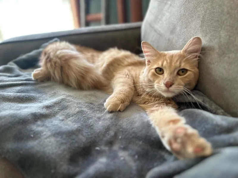 A baby medium-sized male Orange / Red Domestic Medium Hair cat named Teddy for adoption in Barrington Hills, IL